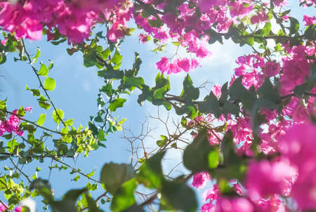 Pink flowers and blue sunny sky - floral background, spring holidays and womens day concept. Living...