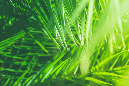 Wonderful green palm leaves - exotic vacation, botanical background and summer concept.  Enjoy a tropical dreamの写真素材