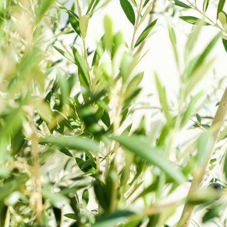 Olive tree and sunshine - gardening, nature background and environmental concept. The beauty of a...