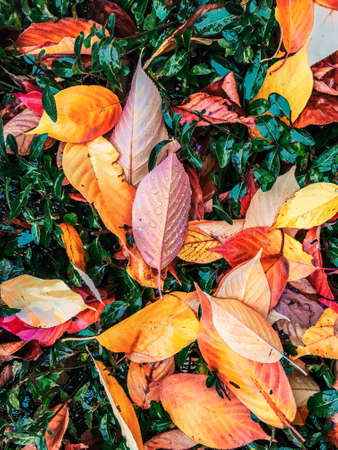 Fall season, weather and environment concept - Autumn leaves and trees, nature background