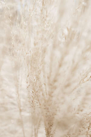 Beauty in nature, balanced lifestyle, environmental concept - Rustic autumn fieldの写真素材