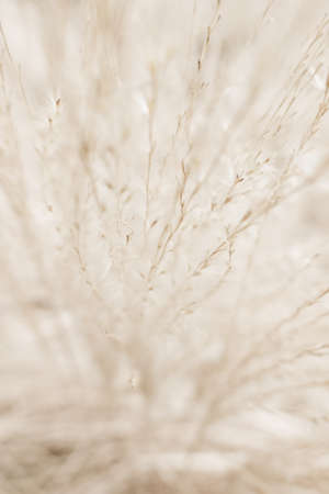 Beauty in nature, balanced lifestyle, environmental concept - Rustic autumn fieldの写真素材