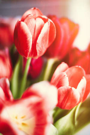 Bouquet of tulips in bloom - mothers day, springtime and international womens day concept. Brighten...