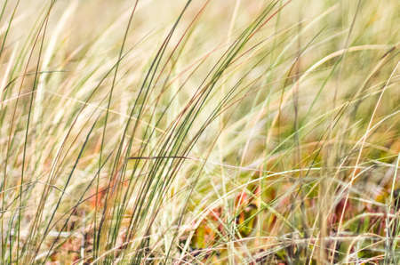 Beauty in nature, balanced lifestyle, environmental concept - Rustic spring field