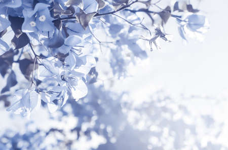 Flower background, spring nature and botanical beauty concept - Blue floral composition