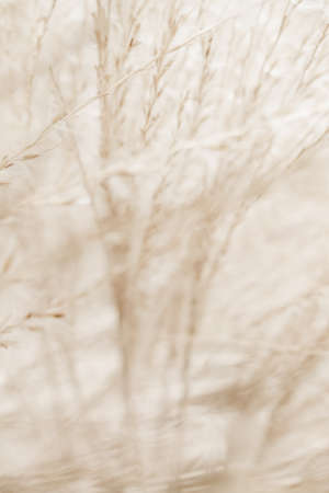 Beauty in nature, balanced lifestyle, environmental concept - Rustic autumn fieldの写真素材