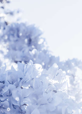 Flower background, spring nature and botanical beauty concept - Blue floral compositionの写真素材