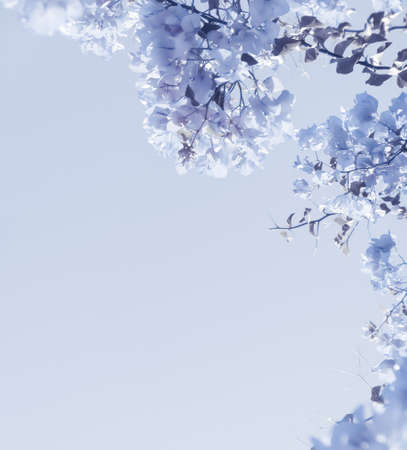 Flower background, spring nature and botanical beauty concept - Blue floral compositionの写真素材