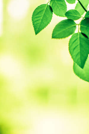 Fresh green leaves in spring - saving nature, healthy environment and bioenergy concept. The best time to plant a tree is nowの写真素材
