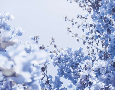 Flower background, spring nature and botanical beauty concept - Blue floral compositionの写真素材