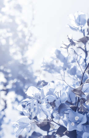 Flower background, spring nature and botanical beauty concept - Blue floral composition