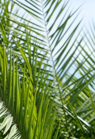 Exotic vacation, botanical background and summer travel concept - Palm leaves in summertime