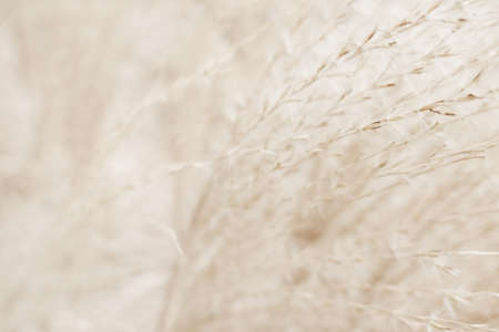Beauty in nature, balanced lifestyle, environmental concept - Rustic autumn field
