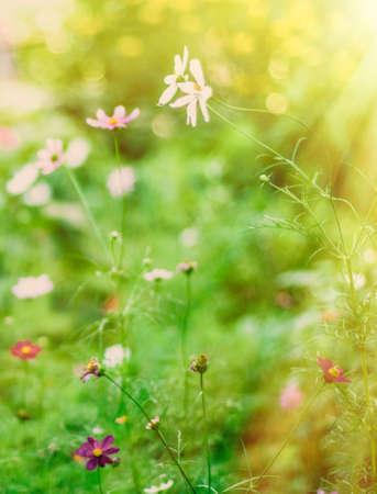 Daisy flowers in sunlight - springtime, beauty in nature and gardening concept. Garden dream in sunny dayの写真素材