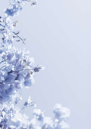 Flower background, spring nature and botanical beauty concept - Blue floral compositionの写真素材