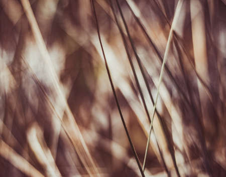 Beauty in nature, balanced lifestyle, environmental concept - Rustic summer fieldの写真素材