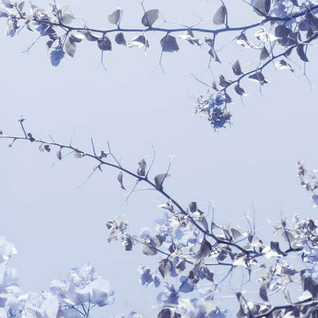 Flower background, spring nature and botanical beauty concept - Blue floral compositionの写真素材