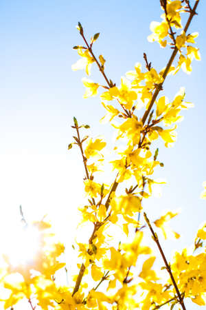 Nature in spring, wedding invitation and floral composition concept - Beautiful yellow flowers and blue sky as backgroundの写真素材