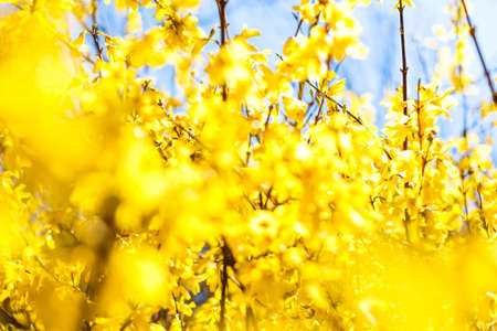 Nature in spring, wedding invitation and floral composition concept - Beautiful yellow flowers and...