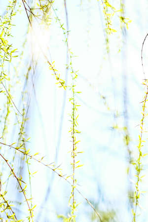 Natural environment, botanical textures and bioenergy concept - Green leaves in springtime, nature...