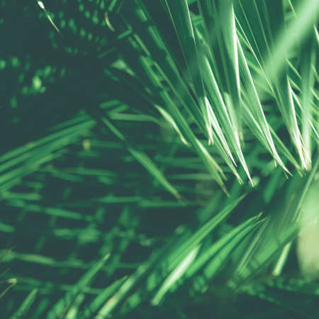 Botanical backdrop, exotic vacation and beauty in nature concept - Tropical palm leaves, floral backgroundの写真素材
