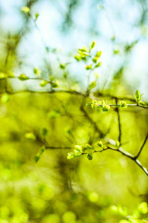 Natural environment, botanical textures and bioenergy concept - Green leaves in springtime, nature...