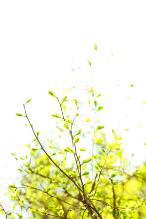 Natural environment, botanical textures and bioenergy concept - Green leaves in springtime, nature...