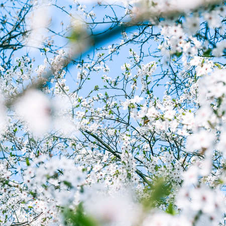 Floral beauty, dream garden and natural scenery concept - Cherry tree blossom and blue sky, white...