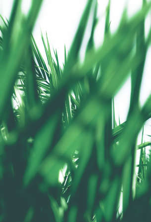 Botanical backdrop, exotic vacation and beauty in nature concept - Tropical palm leaves, floral backgroundの写真素材