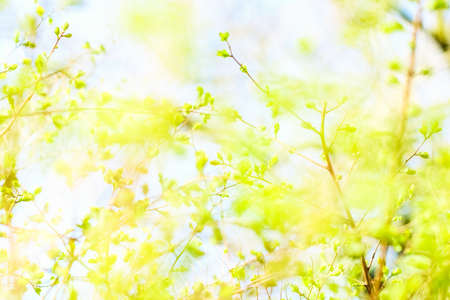 Natural environment, botanical textures and bioenergy concept - Green leaves in springtime, nature...