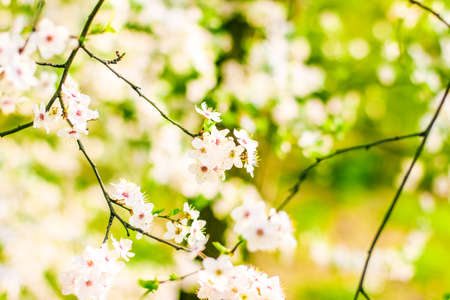 Floral beauty, dream garden and natural scenery concept - Cherry tree blossom in spring, white...