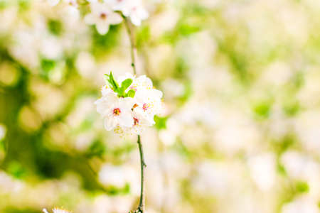 Floral beauty, dream garden and natural scenery concept - Cherry tree blossom in spring, white...