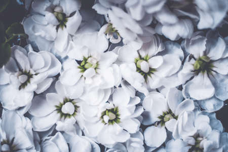 Botanical backdrop, nature and gardening concept - Vintage flowers in a dream garden, floral backgroundの写真素材