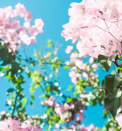 Blooming beauty, wedding invitation and nature concept - Pastel pink blooming flowers and blue sky...