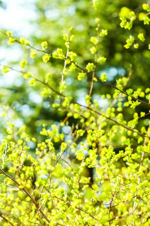 Natural environment, botanical textures and bioenergy concept - Green leaves in springtime, nature...