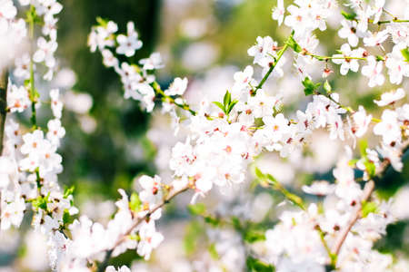 Floral beauty, dream garden and natural scenery concept - Cherry tree blossom in spring, white...