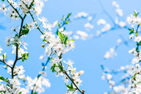 Floral beauty, dream garden and natural scenery concept - Cherry tree blossom and blue sky, white...