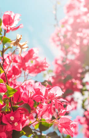 Floral background, spring nature and botanical beauty concept - Coral blooming flowers and blue sky, feminine style backgroundの写真素材