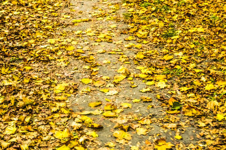 Fall beauty, weather and seasons concept - Autumn nature scene background, leaves and trees outdoors