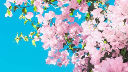 Blooming beauty, wedding invitation and nature concept - Pastel pink blooming flowers and blue sky...