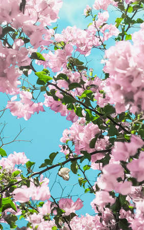 Blooming beauty, wedding invitation and nature concept - Pastel pink blooming flowers and blue sky in a dream garden, floral backgroundの写真素材