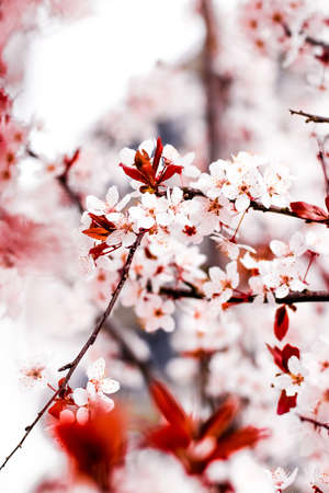 Botanical beauty, dream garden and natural scenery concept - Floral blossom in spring, pink flowers as nature backgroundの写真素材