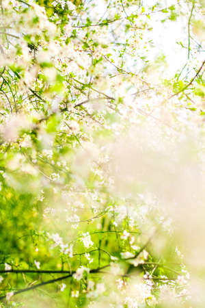 Floral beauty, dream garden and natural scenery concept - Cherry tree blossom in spring, white flowers as nature backgroundの写真素材
