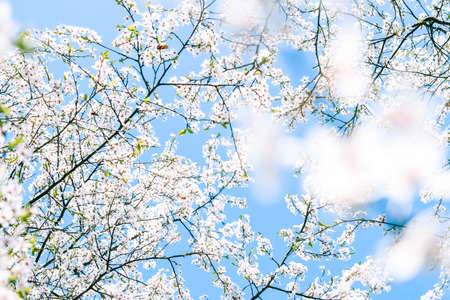 Floral beauty, dream garden and natural scenery concept - Cherry tree blossom and blue sky, white flowers as nature backgroundの写真素材