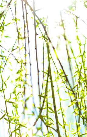Natural environment, botanical textures and bioenergy concept - Green leaves in springtime, nature...
