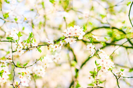 Floral beauty, dream garden and natural scenery concept - Cherry tree blossom in spring, white flowers as nature backgroundの写真素材