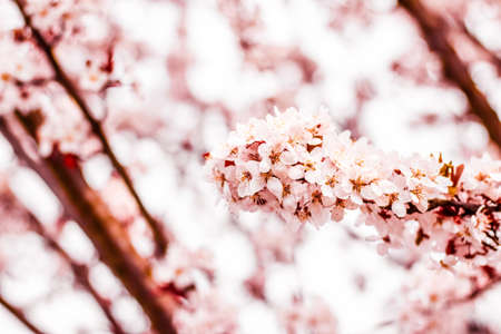 Botanical beauty, dream garden and natural scenery concept - Floral blossom in spring, pink flowers...