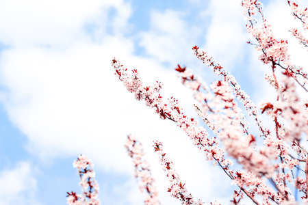 Botanical beauty, dream garden and natural scenery concept - Floral blossom in spring, pink flowers as nature backgroundの写真素材