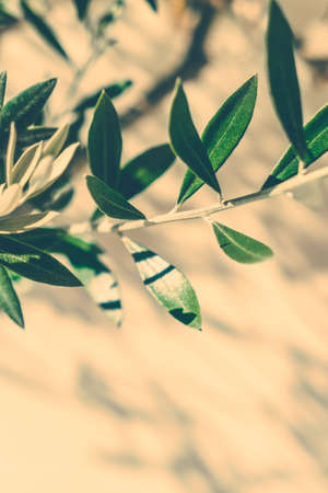 Mediterranean nature, botanical background and summertime concept - Olive garden in Greeceの写真素材