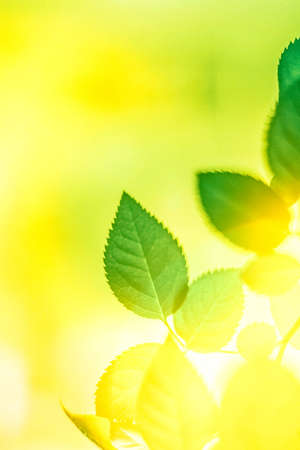 Nature background, sustainable solar energy, environmental concept - Fresh green leaves in springの写真素材